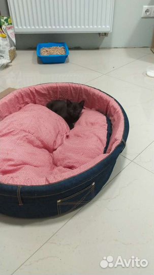 Отдам котят