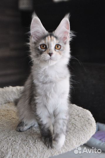 Мейн-кун девочка