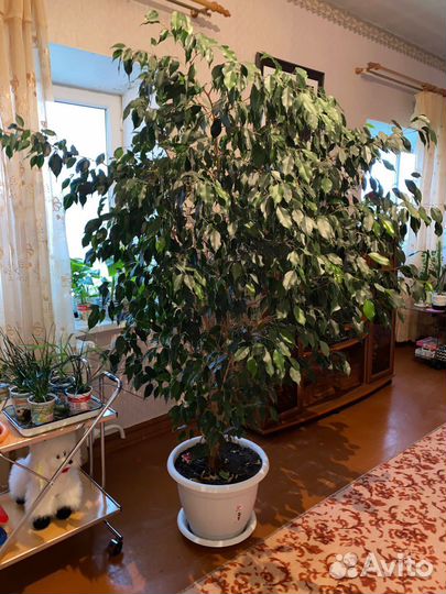 Фикус бенджамина