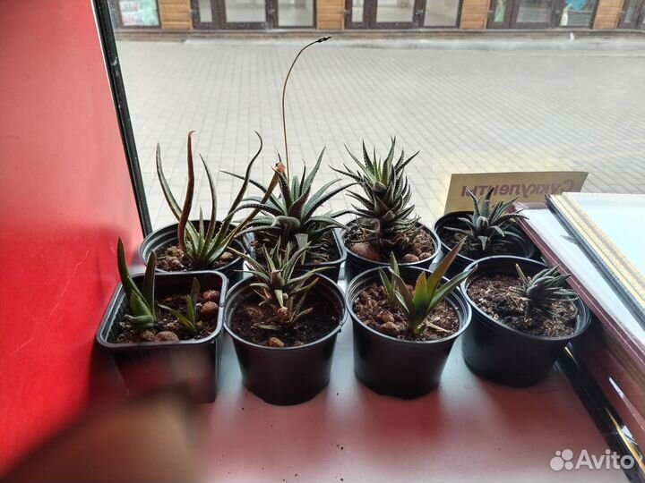 Хавортии, алоэ, суккуленты