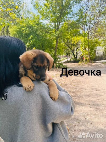 Щенок в добрые руки