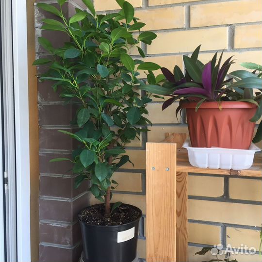 Домашние цветы