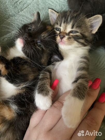 Кошки бесплатно