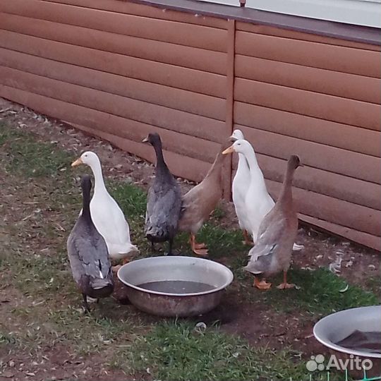 Утки индийский бегунок