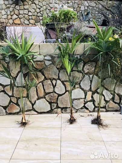 Пальма веерная