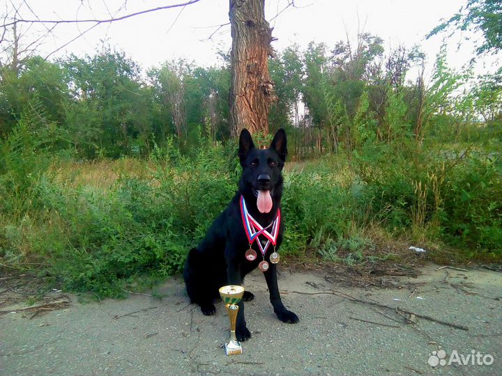 Дрессировка собак любых пород