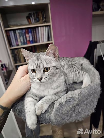 Кошечка в добрые руки