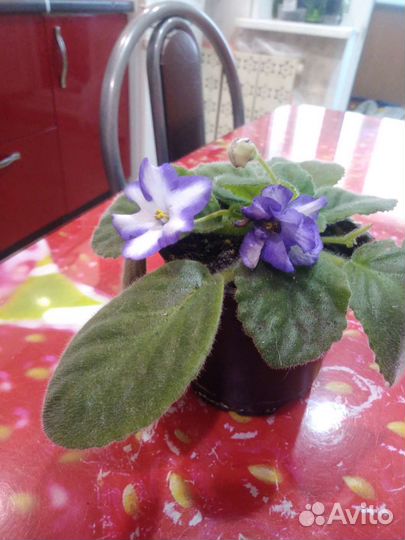 Фиалка цветущая горшке