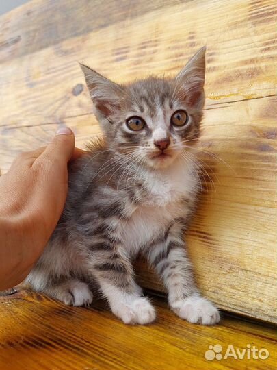 Отдам в добрые руки котят