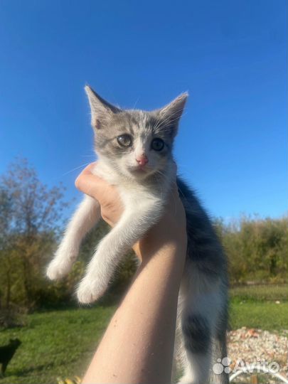 Котенок Клара в добрые руки