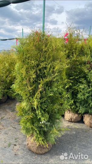 Туя западная «Брабант» (Thuja «Brabant»)