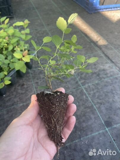 Укорененные черенки декоративных кустарников