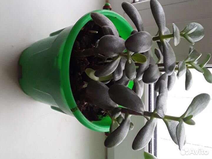 Денежные деревца, Толстянка