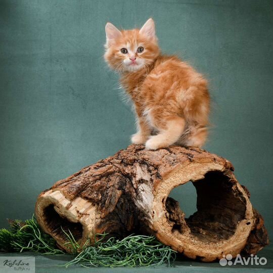 Котята курильский бобтейл