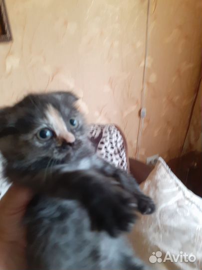 Отдам котят в хорошие руки