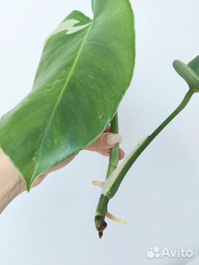 Монстеры разные