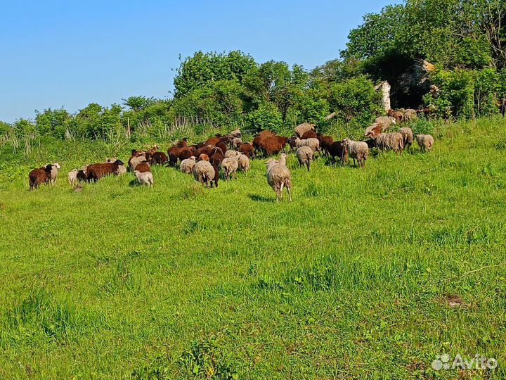 Овцы на племя