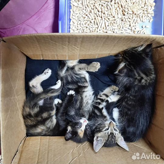 Маленький котёнок девочка трёхцветная кошечка