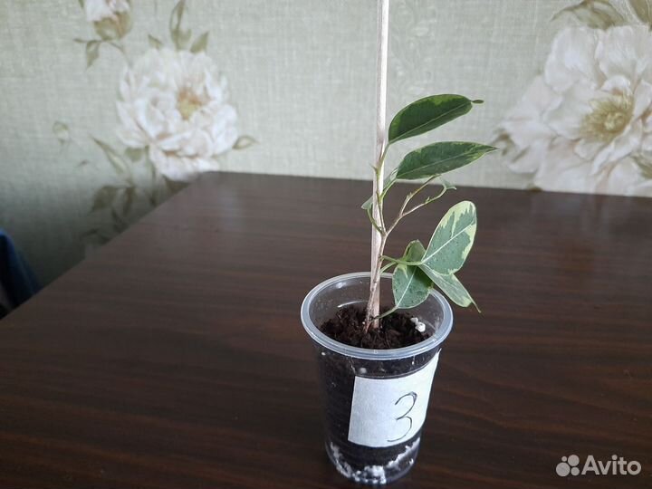 Фикус бенджамина пестролистный