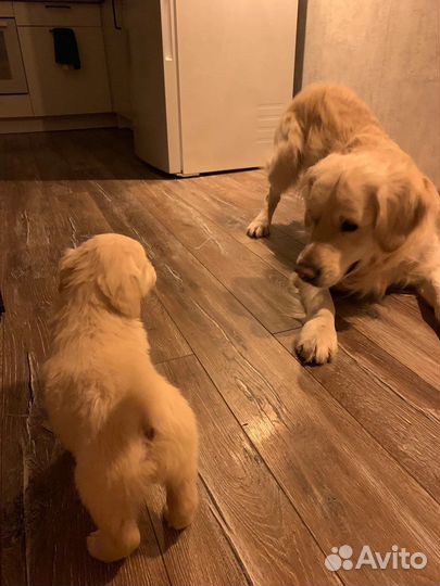 Золотистый ретривер вязка