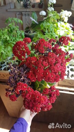 Пеларгония герань