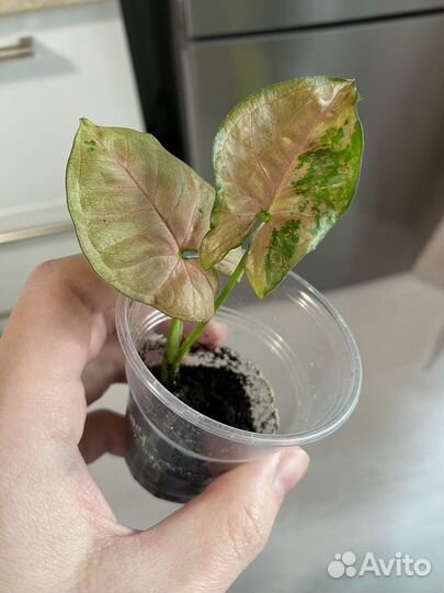 Плетущиеся растения