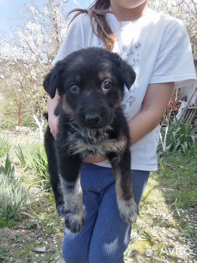 Отдам щенков в добрые руки бесплатно