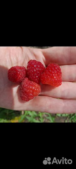 Малина ягоды свежая