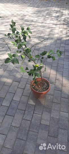 Лимонные деревья с плодами