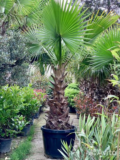 Пальма Вашингтония (Италия) 150-200 см
