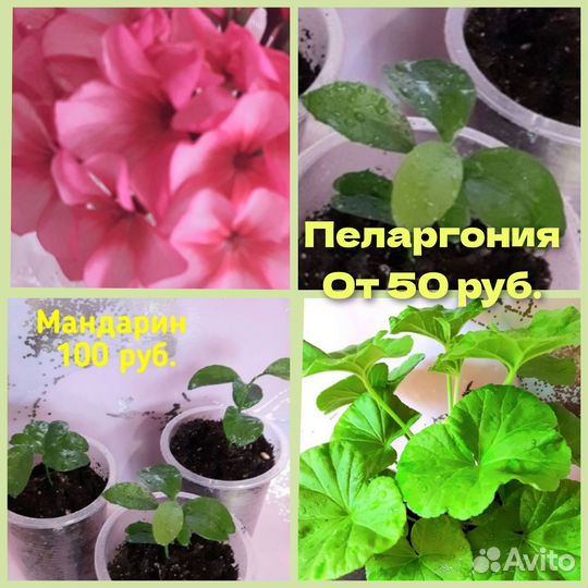 Цветы в асс-те