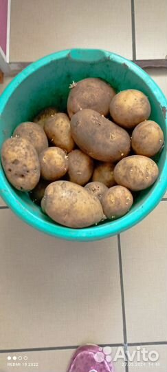 Продам картофель домашний