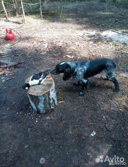 Щенки спаниеля