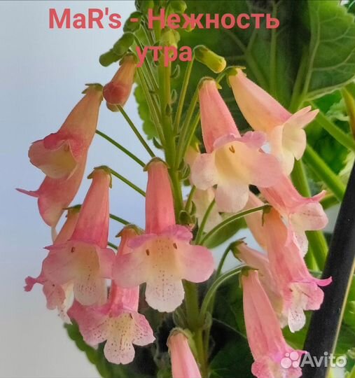 Смитианты набор