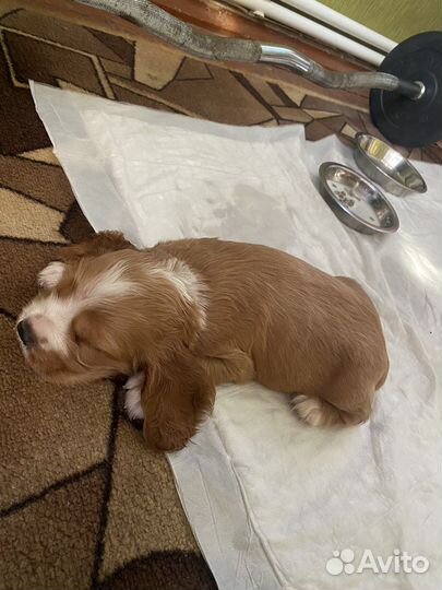 Кокер спаниель