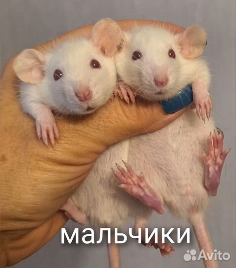 Крысята дамбо и стандарт