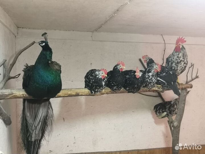 Цыплята Леггорн Далматинец, Кучинская Юбилейная