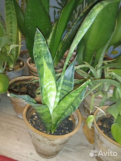 Сансевиерия фроузен