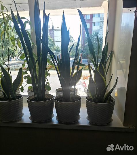 Домашние и офисные растения цветы