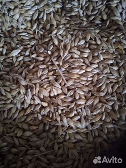 Купл зерно пшеница рож, ячмень