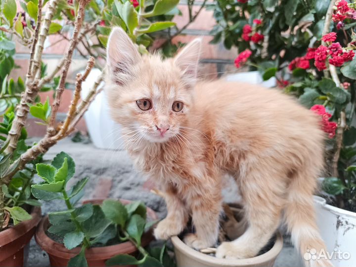 С весны в добрые руки дом ищет рыжая кошечка