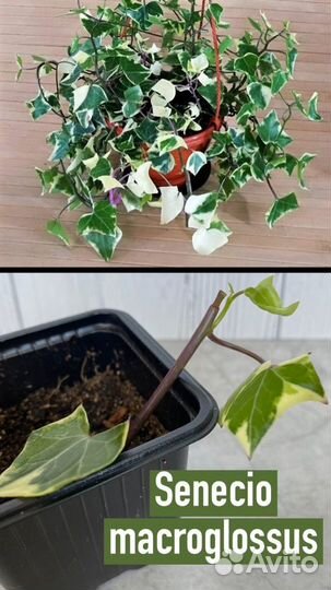 Домашние растения, цветы