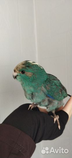 Ручной Выкормыш какарик