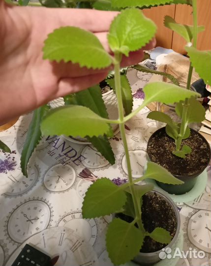 Комнатная мята