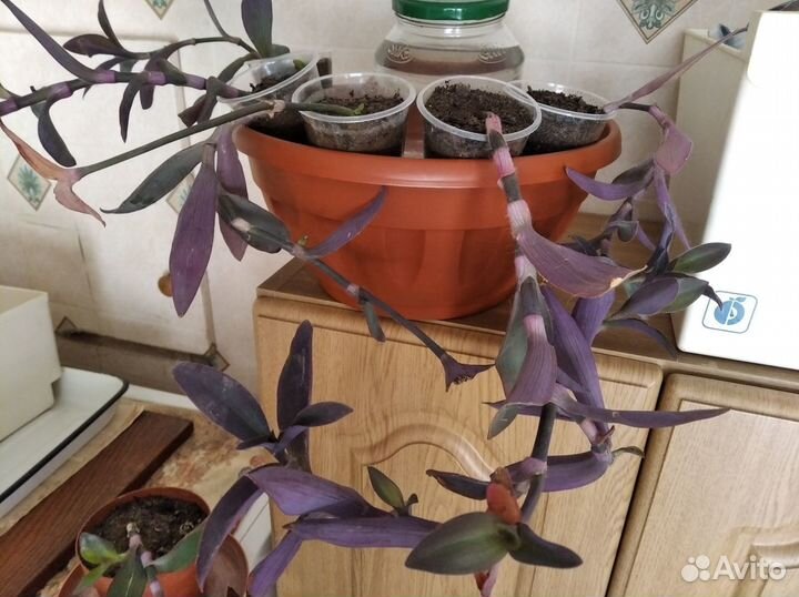 Сеткреазия пурпурная