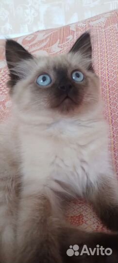 Невская маскарадная