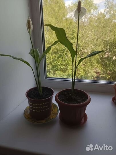 Спацифилум