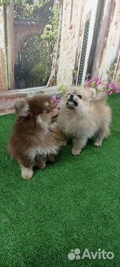 Щенки шпица