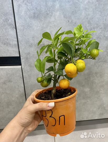 Мандариновое дерево с плодами