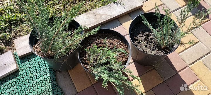 Можжевельник казацкий